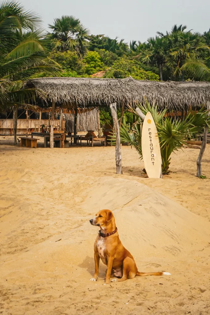 Dog sitting on the beach near the restaurant at Hilltop Cabanas near lighthouse beach