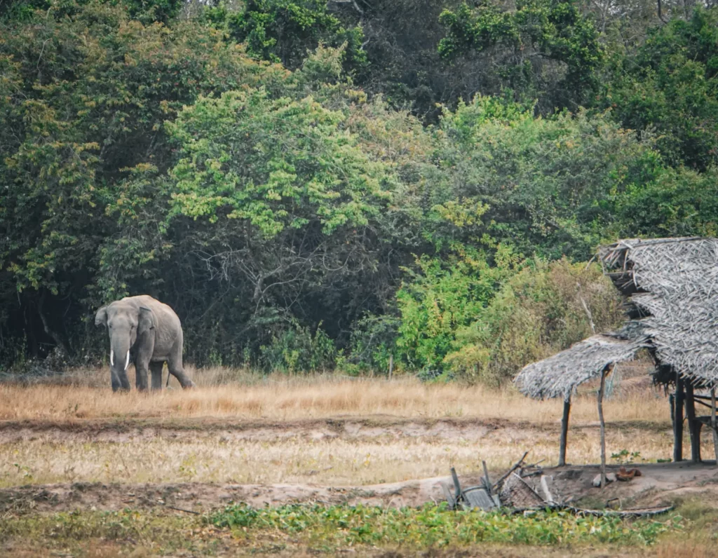 A male bull elephant looks at a wooden shack near Arugam Bay