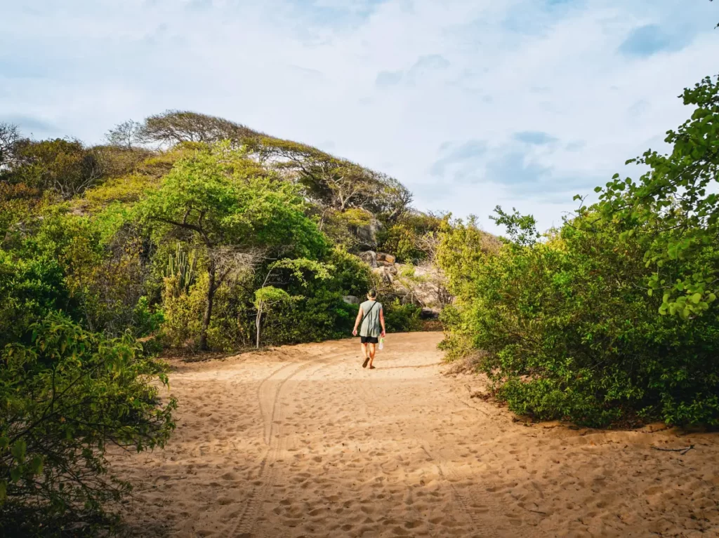 A man is walking between the bushes on a sand trial to get to Elephant Rock