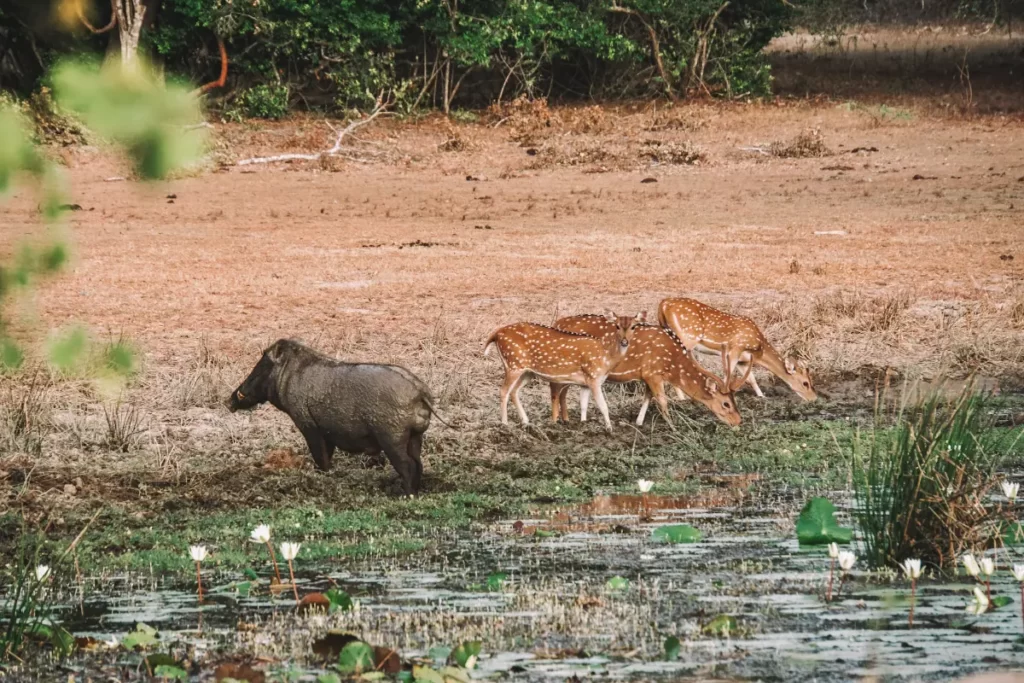 Three deer and a boar drink out of a watering hole at Kumana National Park