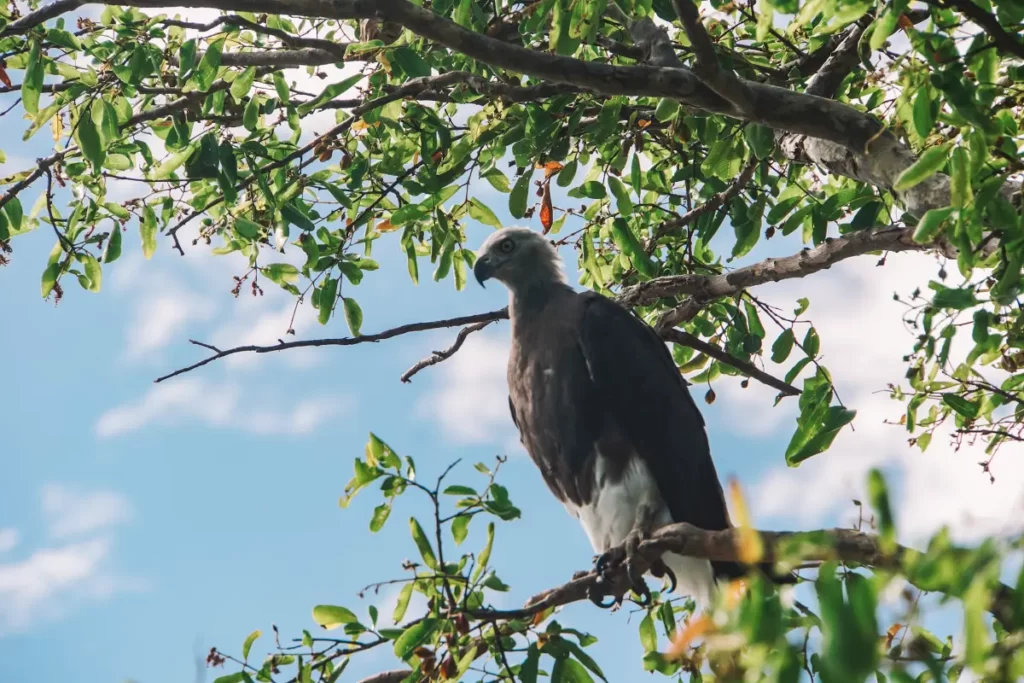 An close up view of an eagle sitting on a branch at Kumana National Park
