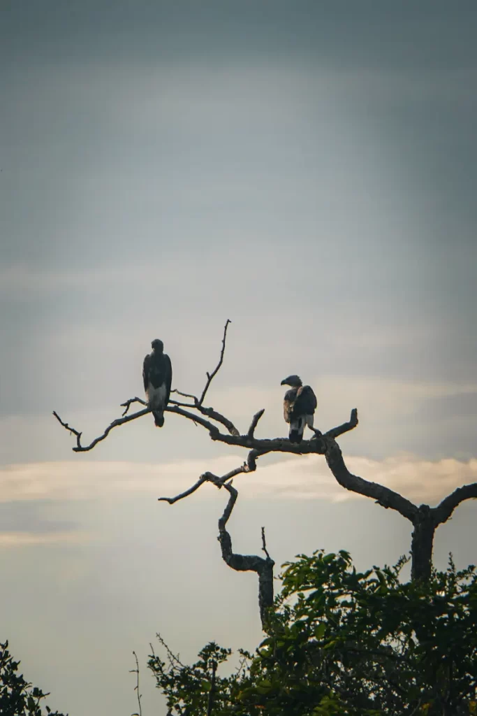 Two eagles sitting on a branch in Kumana National Park