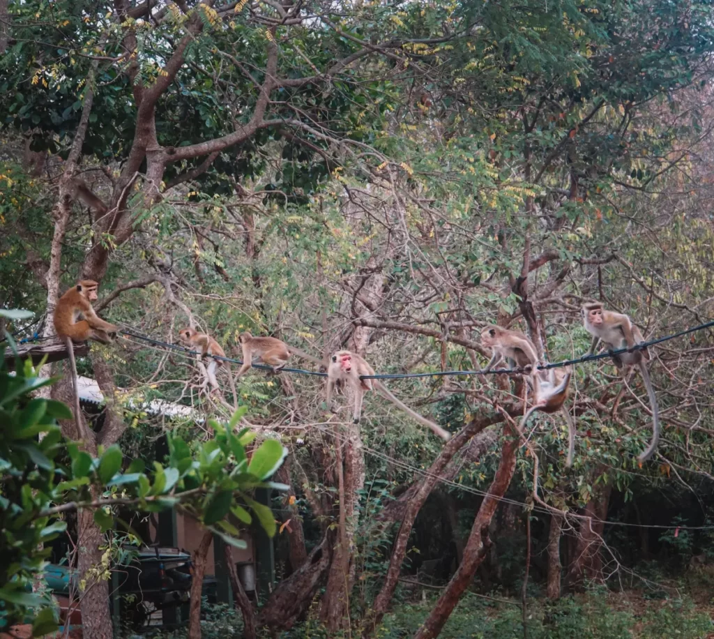 How to find monkeys in Ahangama - monkeys swinging from the telephone lines