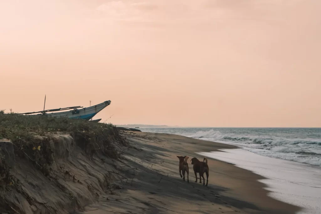 Two dogs walk down the beach at lighthouse surf spot