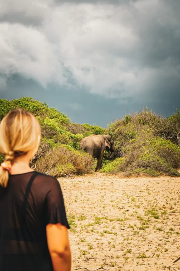 A women in the foreground watches a wild elephant picking branches of the bushes in Arugam Maby