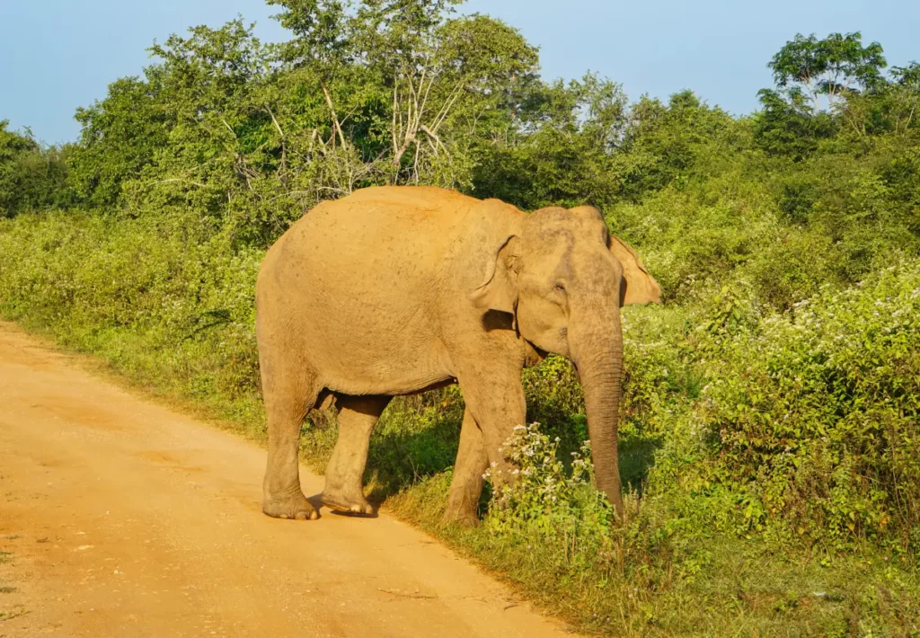 A happy elephant standing on the side of a dirt road near Arugam Bay in the early morning sunlight