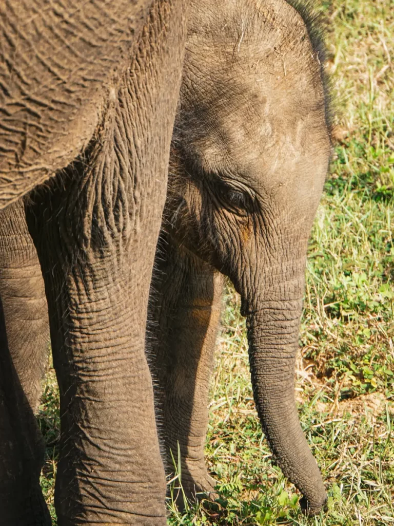 A baby Elephant behind it's mothers leg in Udawalwe National Park