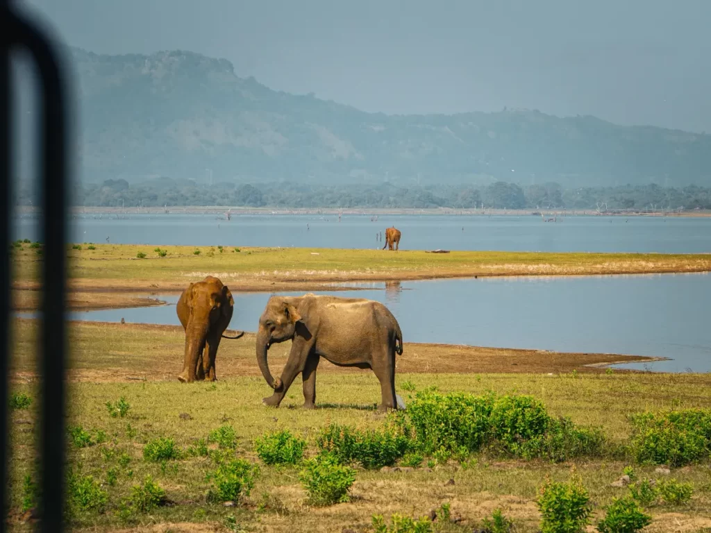 Three Elephants next to Udawalawe reservior with the mountains in the background 