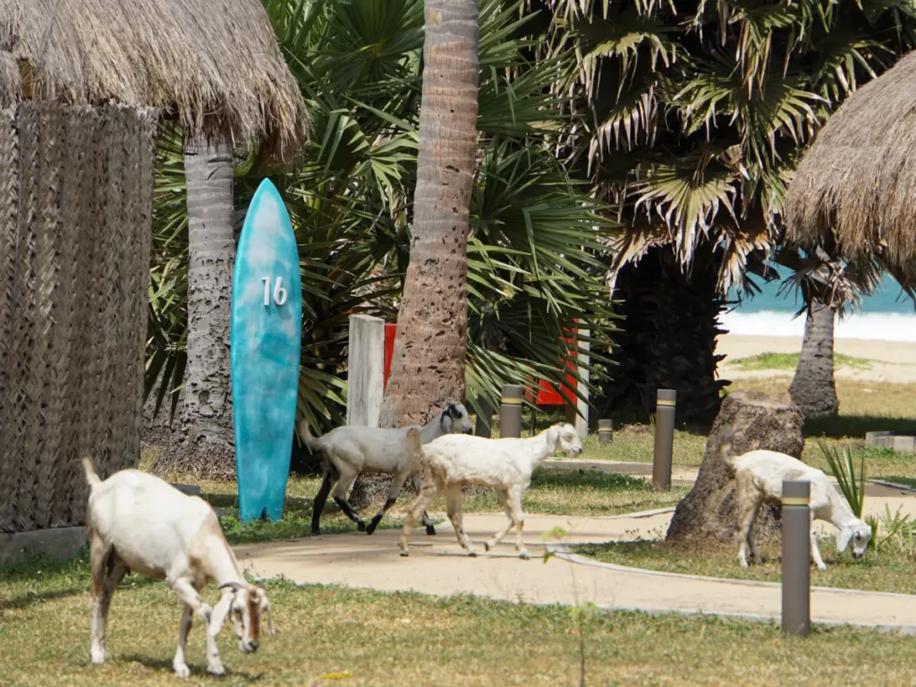Four goats roam around the gardens of Jetwing Surf