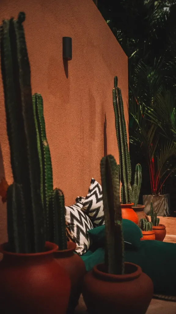 Orange pastel walls and cactus' in Black Honey's garden