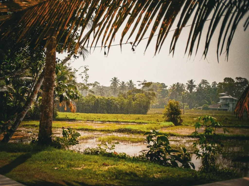 The view of the rice fields from black honey