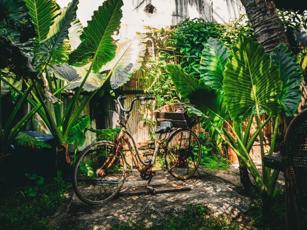 The garden at Maria Bonita
