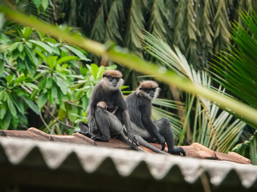 Two Purple-faced Langur Monkeys and one baby sit on the roofs near Nuga House