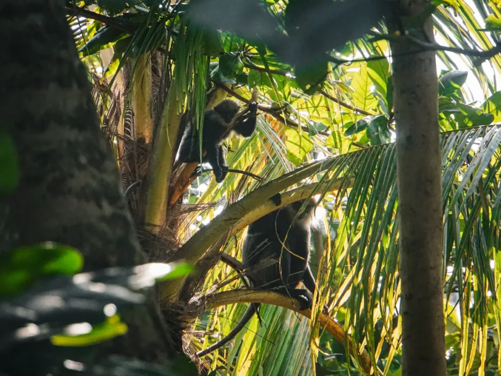 A mother Purple-faced Langur monkey with her child hanging out in the palm trees