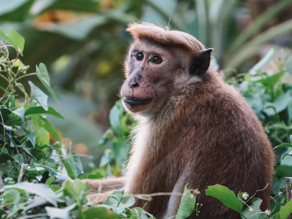 A Toque Macaque monkey sitting in the trees in Ahangama