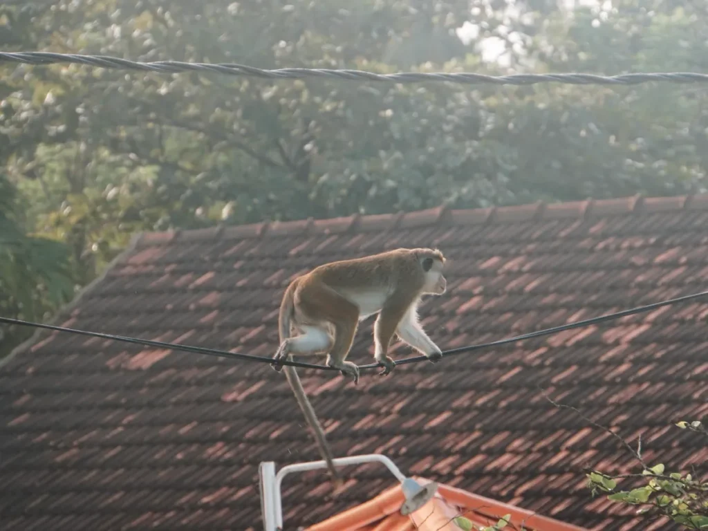 A Toque Macaque monkey walking along the telephone lines in Ahangama