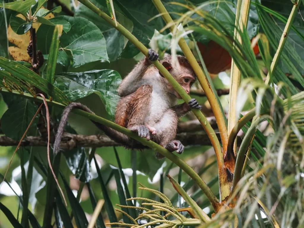 A baby Toque Macaque monkey trying to bite on a palm tree leaf