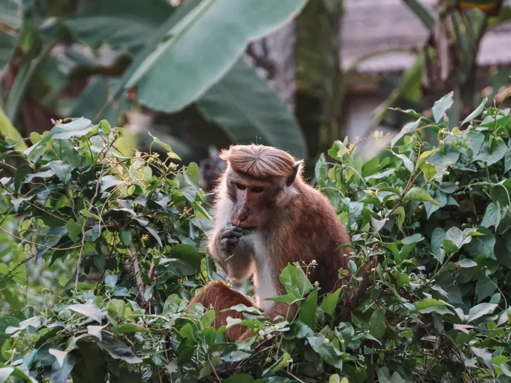 A Toque Macaque monkey sitting in some bushes eating leaves