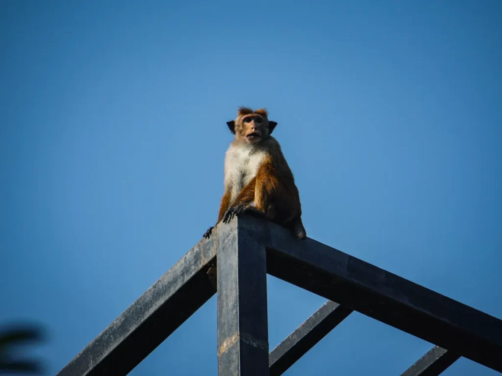 A solo Toque Macaque monkey sitting proud upon a concrete structure