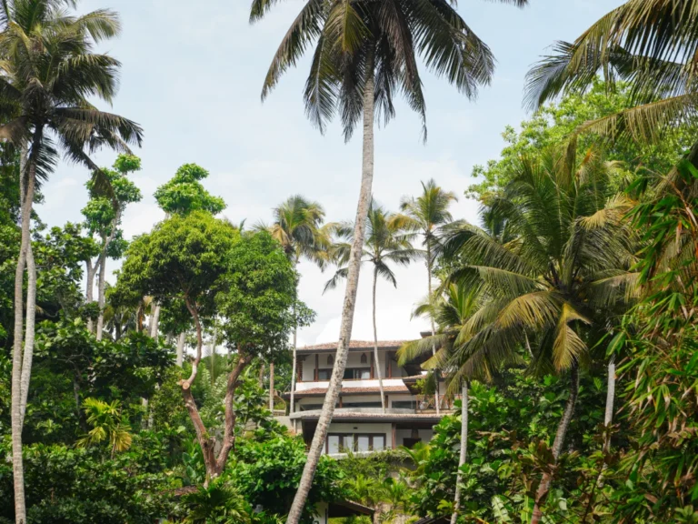 Kohomba Villa Madiha Hill shown through the palm trees