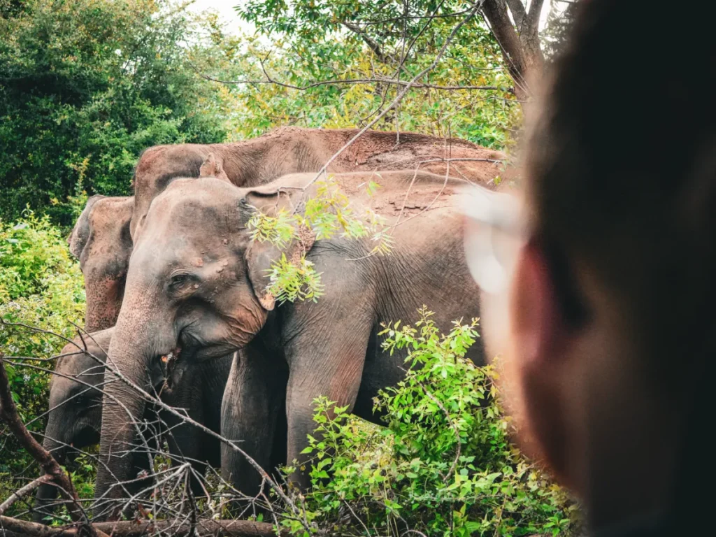 A man watches a family of Elephants eating at Minneriya national park