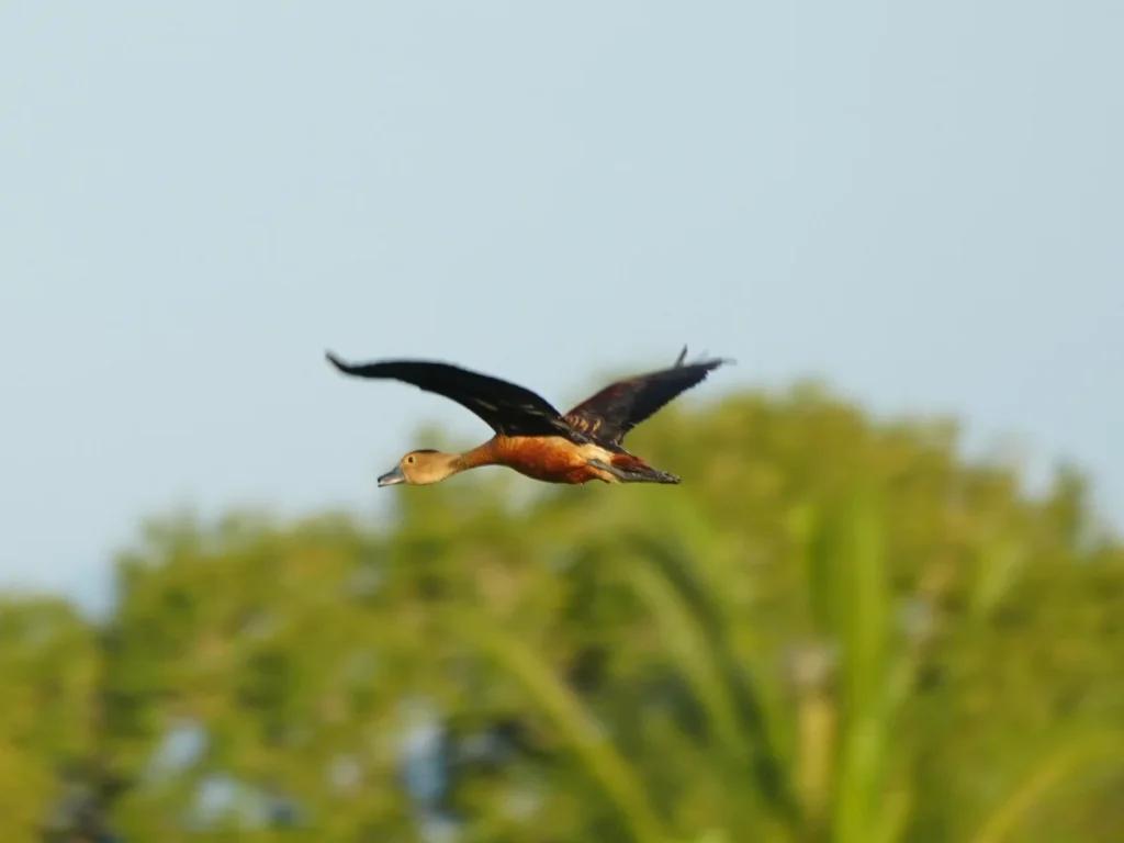 A goose flys over a lake near Sigiriya