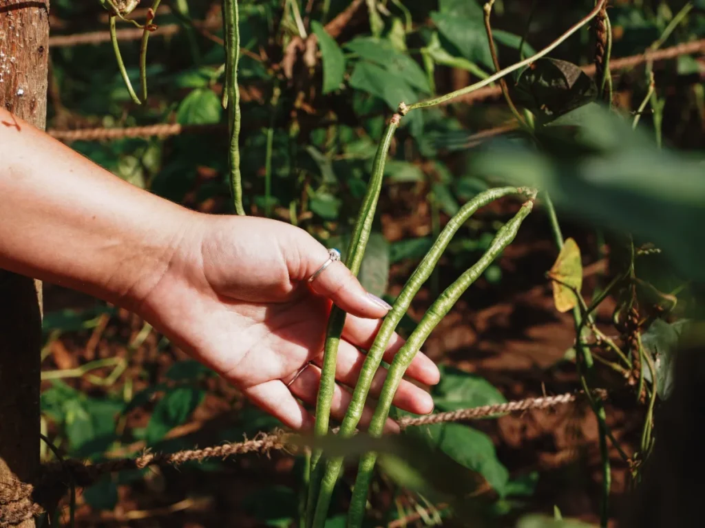 A girl holding three beans in a local farm in Sigiriya